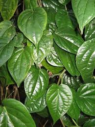 Betel Leaf